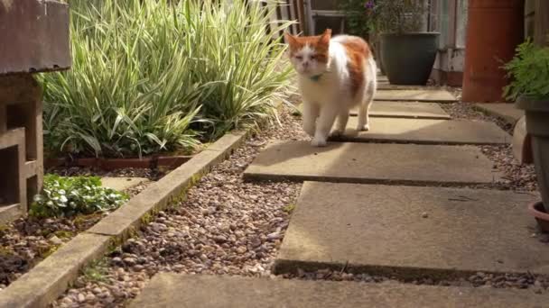 Τζίντζερ και λευκή γάτα περπατά στον κήπο μονοπάτι προς την κάμερα — Αρχείο Βίντεο