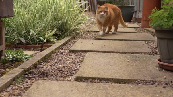 Ginger kat loopt naar beneden tuinpad naar camera — Stockvideo