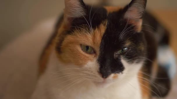 Симпатичный черепаховый портрет кошки — стоковое видео