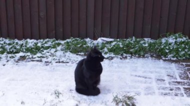 Şirin siyah kedi karla kaplı bahçede oturuyor.