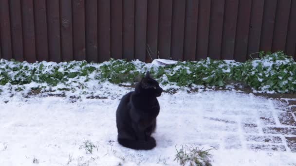 Симпатичная черная кошка сидит в заснеженном саду — стоковое видео