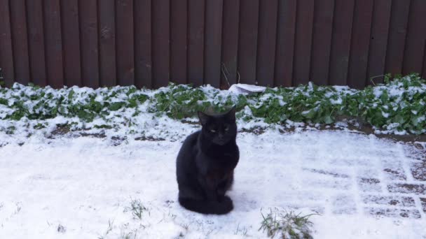 Schattige zwarte kat zit in besneeuwde tuin — Stockvideo