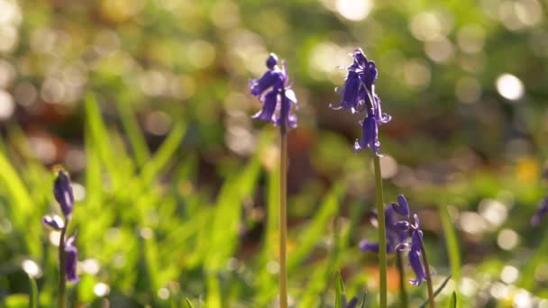 Bluebell Wildblumen wachsen in Waldlichtung — Stockvideo