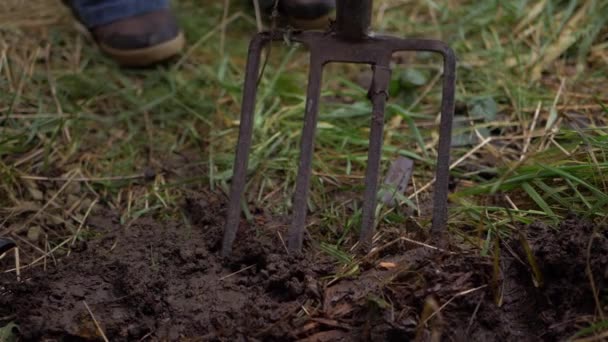 Jardineiro transformando solo com garfo de jardim — Vídeo de Stock