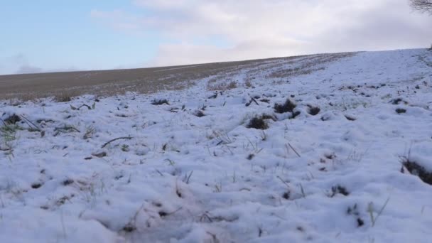 雪に覆われた冬の農地 — ストック動画