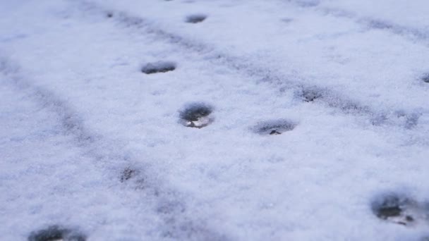 Huellas de animales en un techo cubierto de nieve en invierno — Vídeo de stock