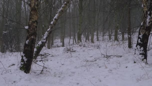 Alberi forestali invernali dopo la caduta della neve in inverno — Video Stock