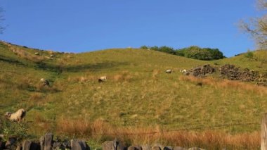 Yorkshire 'da koyun otlatıyor.