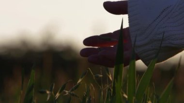 Güneş batarken çiftçi tarlasında yulaflara dokunan eller