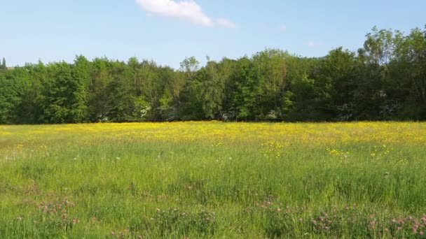Prado de flores de buttercup en sol — Vídeo de stock
