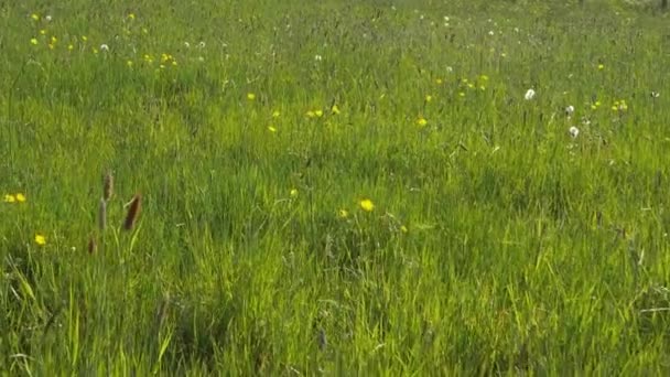 Padang rumput di musim panas penuh bunga buttercup — Stok Video