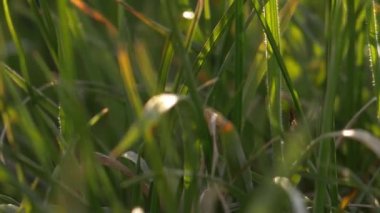 Şiddetli esintide sürünen böcekli uzun otlar.