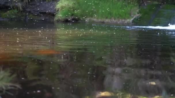 Insects and flies gather on pond water — Stock Video