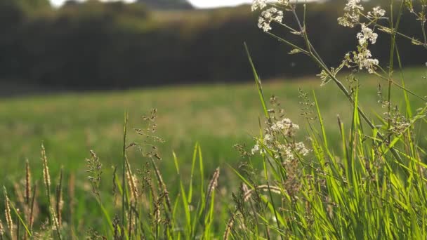 Sommaräng på engelsk landsbygd — Stockvideo