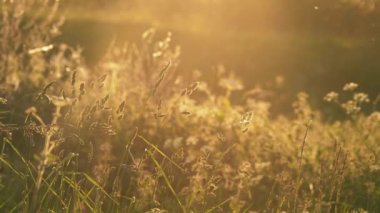 Altın gün batımında kırsal çayır 