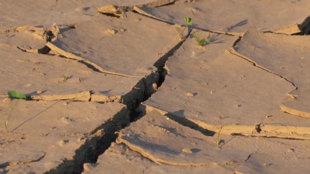 Сухая засушливая земля летом после жары — стоковое видео