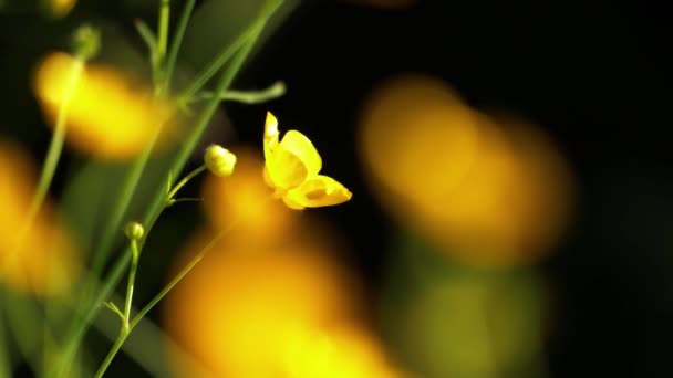 Buttercup yellow flower on bokeh background — Stock Video