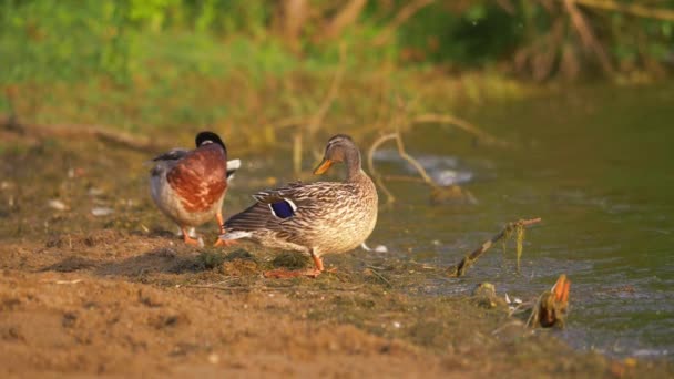 鸭子、野鸭和母鸡站在水边 — 图库视频影像