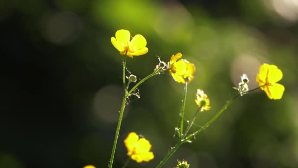 Buttercup flores retroiluminación con sol de verano — Vídeos de Stock