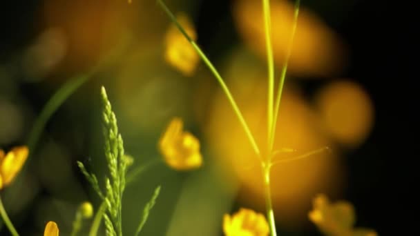 Jaskier żółty kwiat bokeh — Wideo stockowe