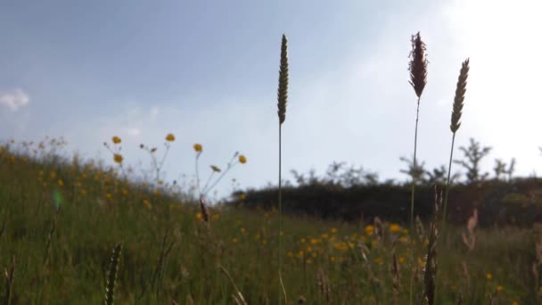 Летний луг высокая трава и цветы — стоковое видео