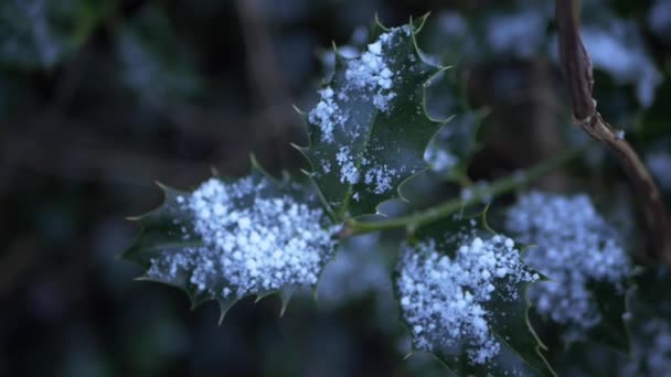 Foglie di agrifoglio in inverno ricoperte di neve — Video Stock