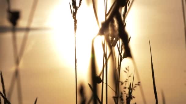 Gün batımına karşı uzun çim silueti — Stok video