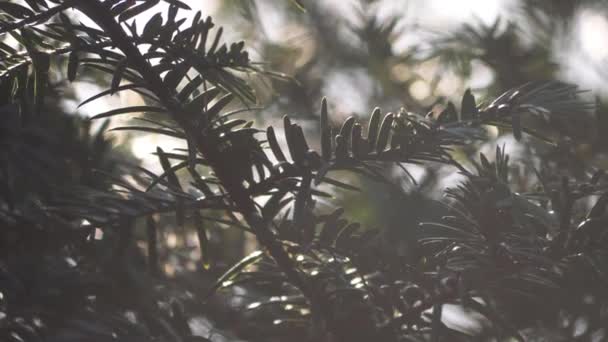 Aghi di pino in caldo sole nebbioso e brezza — Video Stock