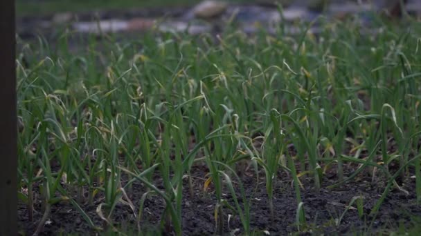 Onions sprouting in spring garden — Stock Video
