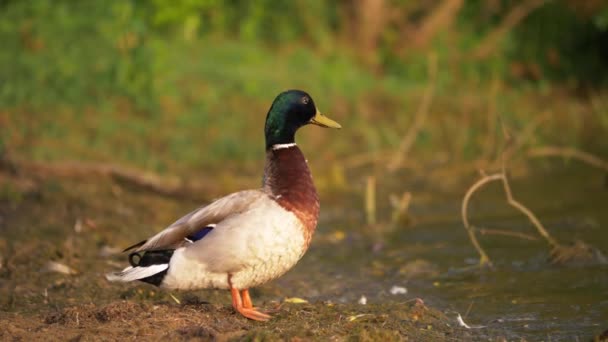 Mallard pato se encuentra junto al borde del agua — Vídeo de stock