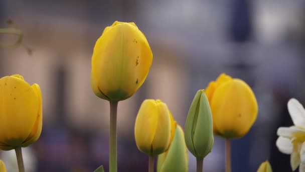 Yellow tulips grow in the breeze in city background — Stock Video