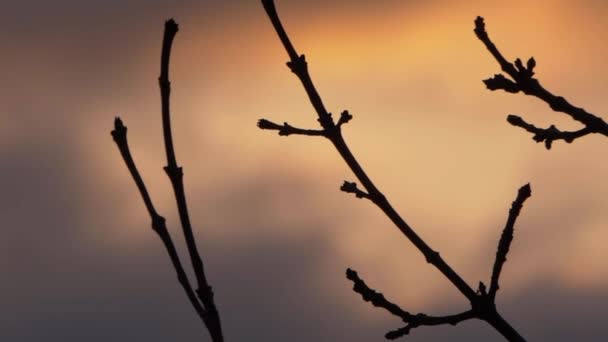 Silueta de ramas de árbol contra cielos y nubes al atardecer — Vídeo de stock