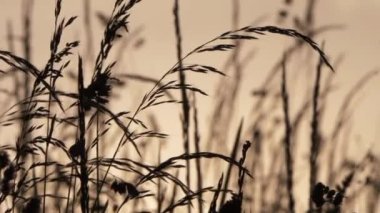 Alacakaranlıkta esintide uzun çimenler.