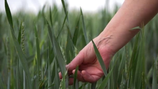 Landwirt inspiziert Weizenpflanzen — Stockvideo