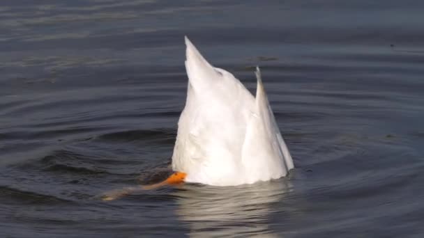 Funny white duck fishing for food in a lake — Wideo stockowe