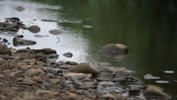 Ηρεμία νερό του ποταμού ρέει με βράχια και βότσαλα — Αρχείο Βίντεο