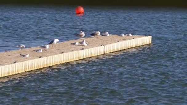 Gulls gather by rippling waterside on boardwalk — Stockvideo