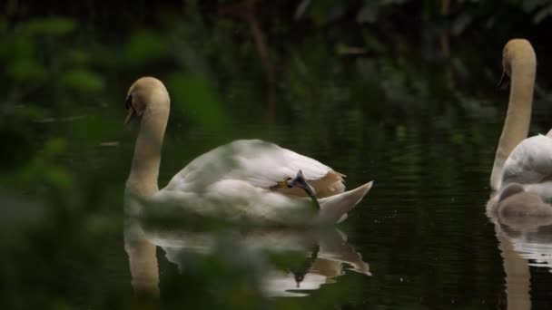 White swans pair float down the river — Vídeo de Stock