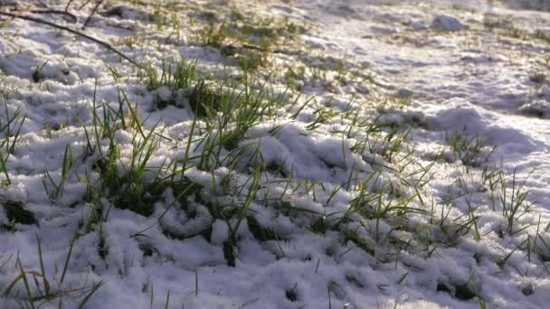 겨울에는 눈으로 덮여 있는 풀 목초지 — 비디오