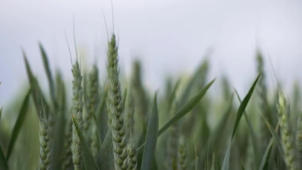 Cultivos de trigo verde en la brisa de verano — Vídeo de stock