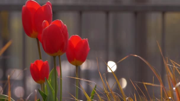 Czerwone tulipany rosną w miejskim parku — Wideo stockowe