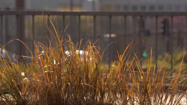 Gras wächst neben der Stadtautobahn — Stockvideo