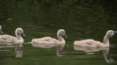 Cygnet bebek kuğuları nehirde yüzüyor. 