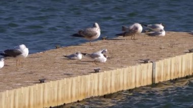 Gulls gather by rippling waterside on boardwalk