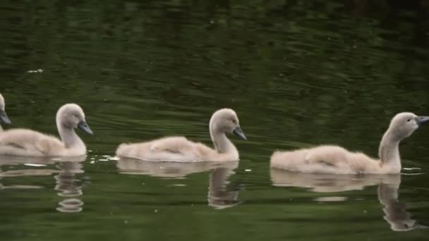 Лебеди-цигнет плывут вниз по реке — стоковое видео