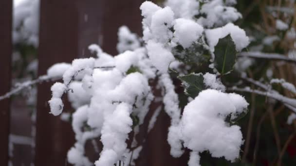 Холли куст листья, как снег падает — стоковое видео