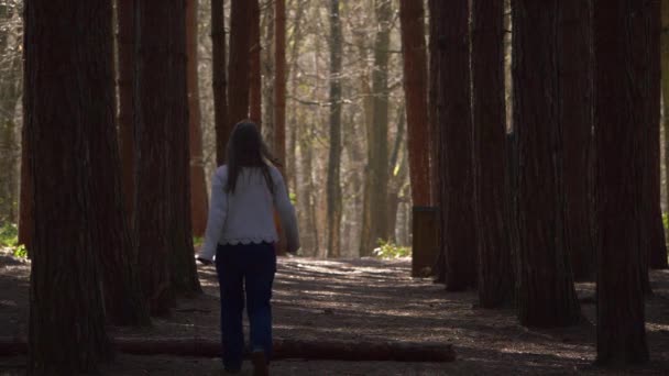 Mulher caminhante em um dossel de floresta de pinheiros — Vídeo de Stock