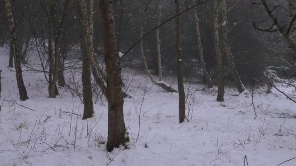 Arbres forestiers d'hiver après la chute de neige en hiver — Video
