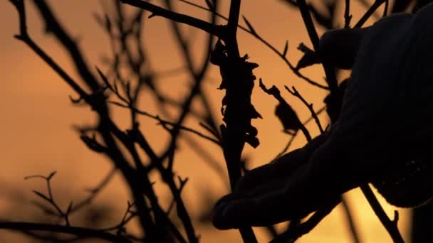 Toucher à la main une seule feuille sur la silhouette de l'arbre contre le coucher du soleil — Video