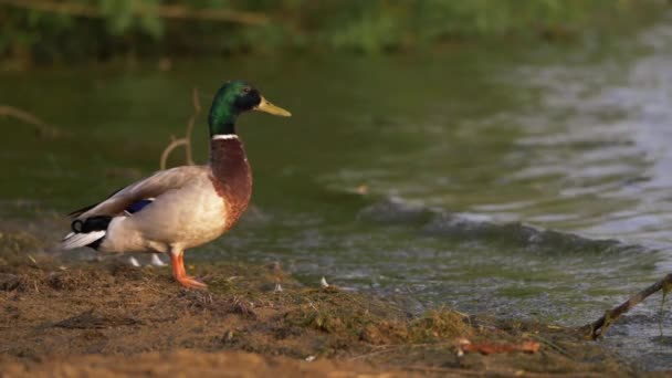 Mallard pato se encuentra junto al borde del agua — Vídeo de stock